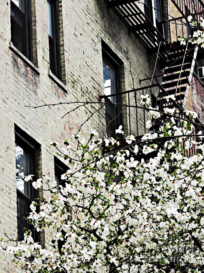 Springtime in Washington Heights Photograph by Sarah Loft