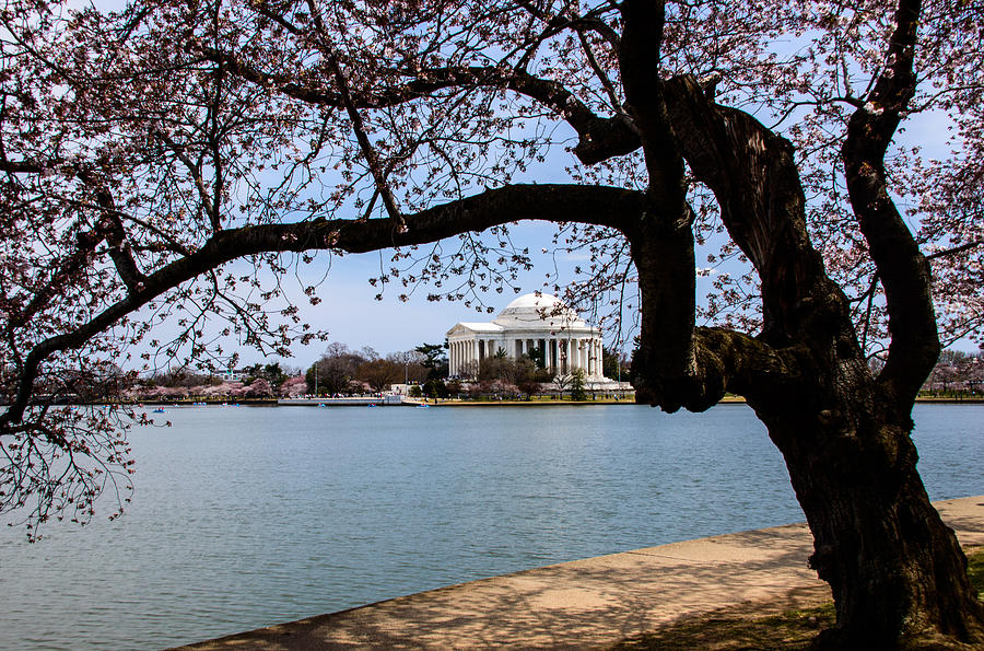 Springtime in Washington Photograph by Kathi Isserman