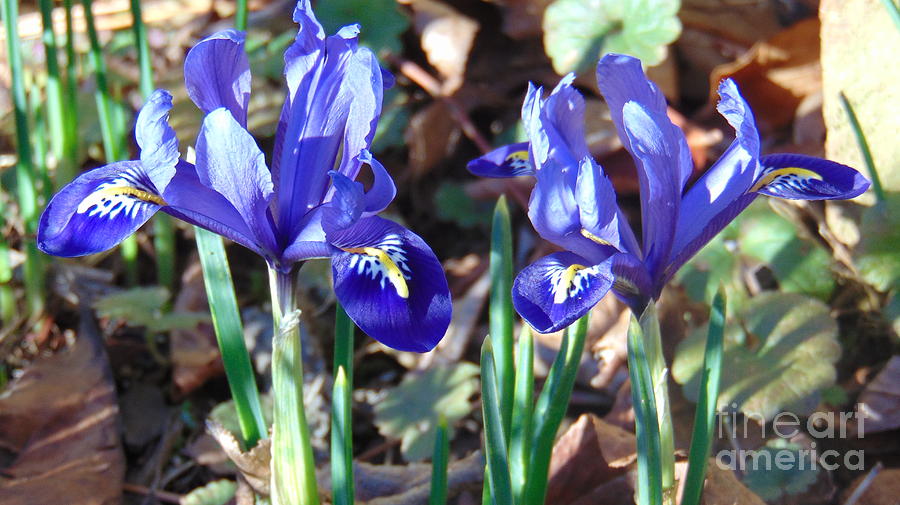 Spring Photograph - Springtime Irises by Charlotte Gray