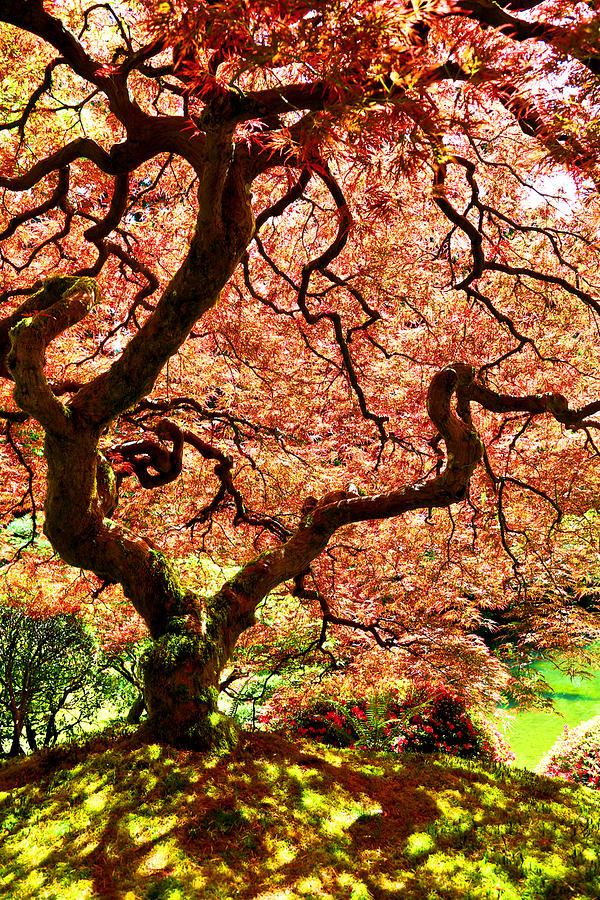 Springtime Japanese Maple Tree Photograph by Athena Mckinzie
