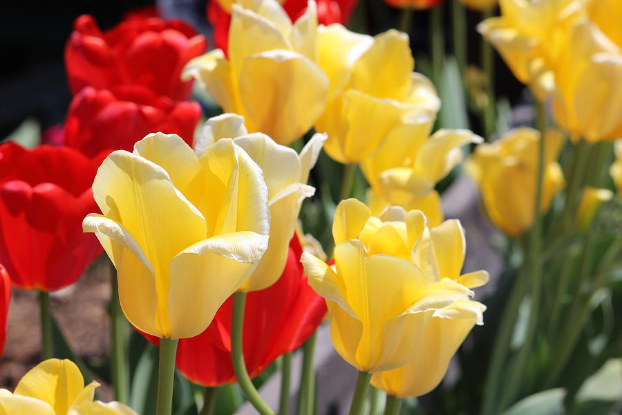 Springtime Tulips Photograph by Jewels Hamrick