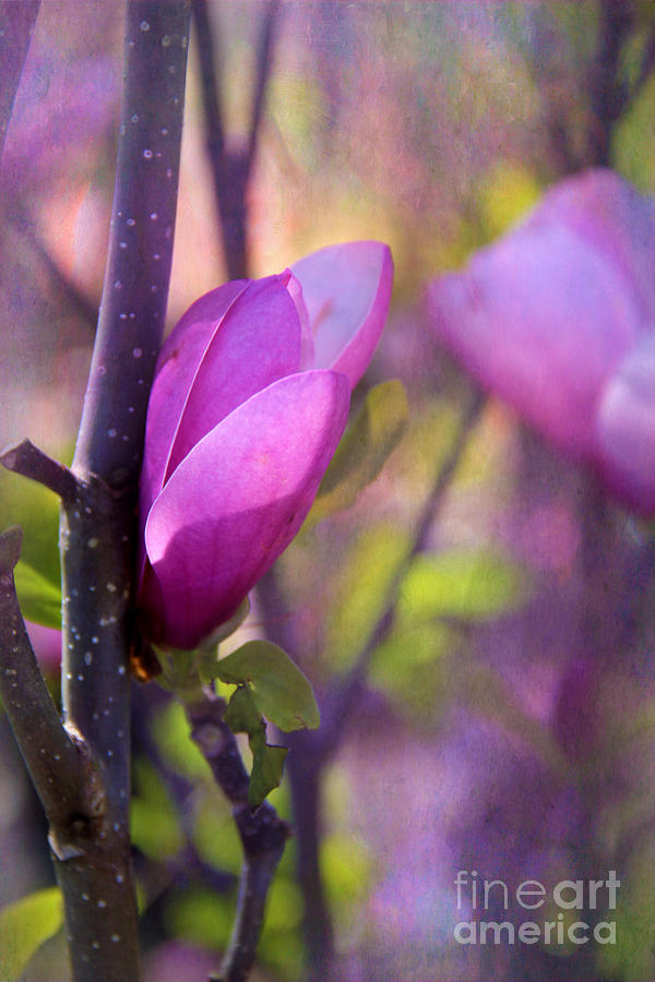 Magnolia Movie Photograph - Springtime by Judi Bagwell