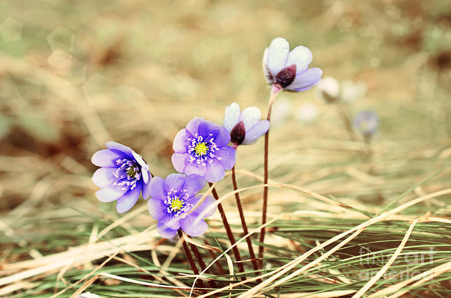 Spring Photograph - Springtime Magic by Sabine Jacobs