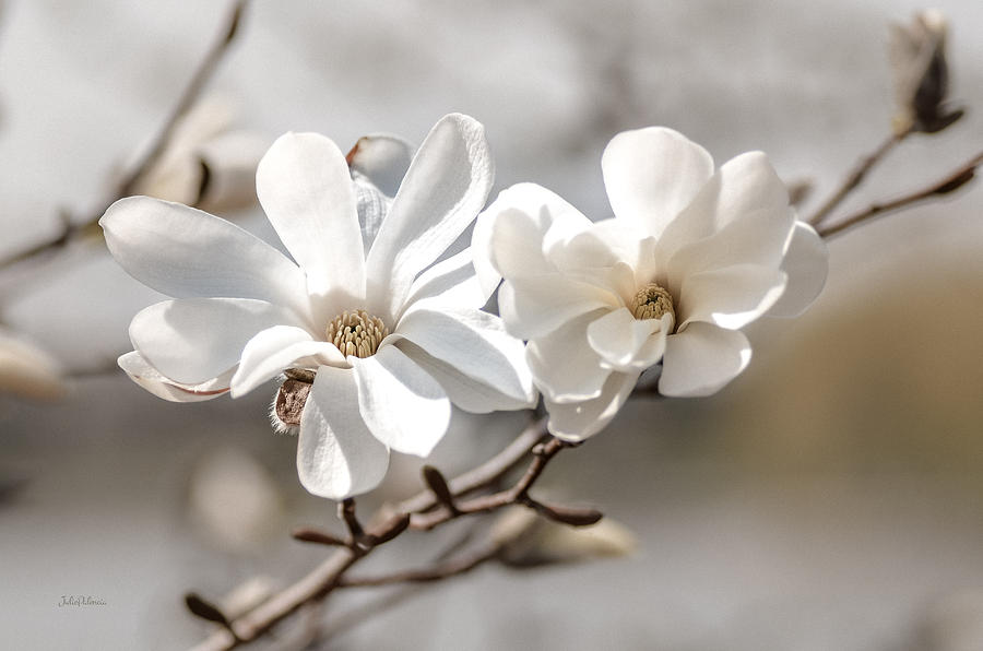 Springtime Magnolia Bloom Photograph by Julie Palencia