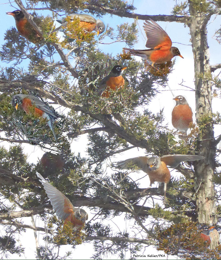 Springtime Moments- Birds Of A Feather Photograph By Patricia Keller