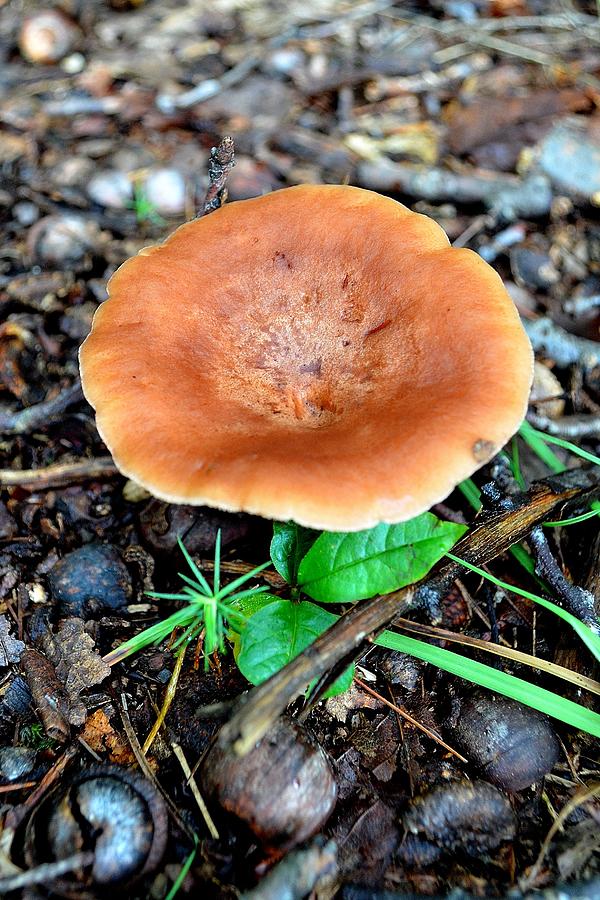 Springtime Mushroom Photograph