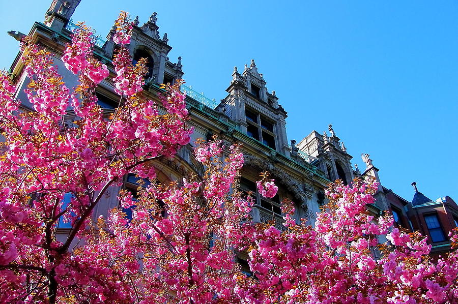Springtime on Commonwealth Avenue Photograph by Jeff Heimlich