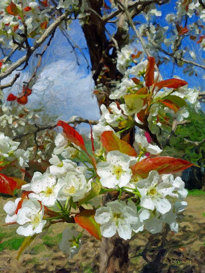 Springtime Pear Blossoms - Hello Spring Photograph by Rebecca Korpita
