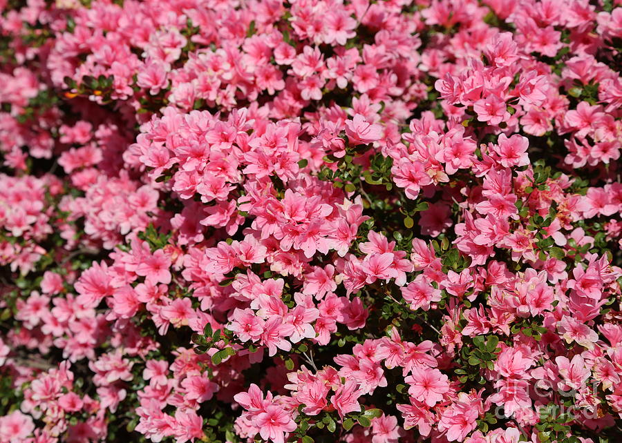 Springtime Pink Azaleas Photograph by Carol Groenen