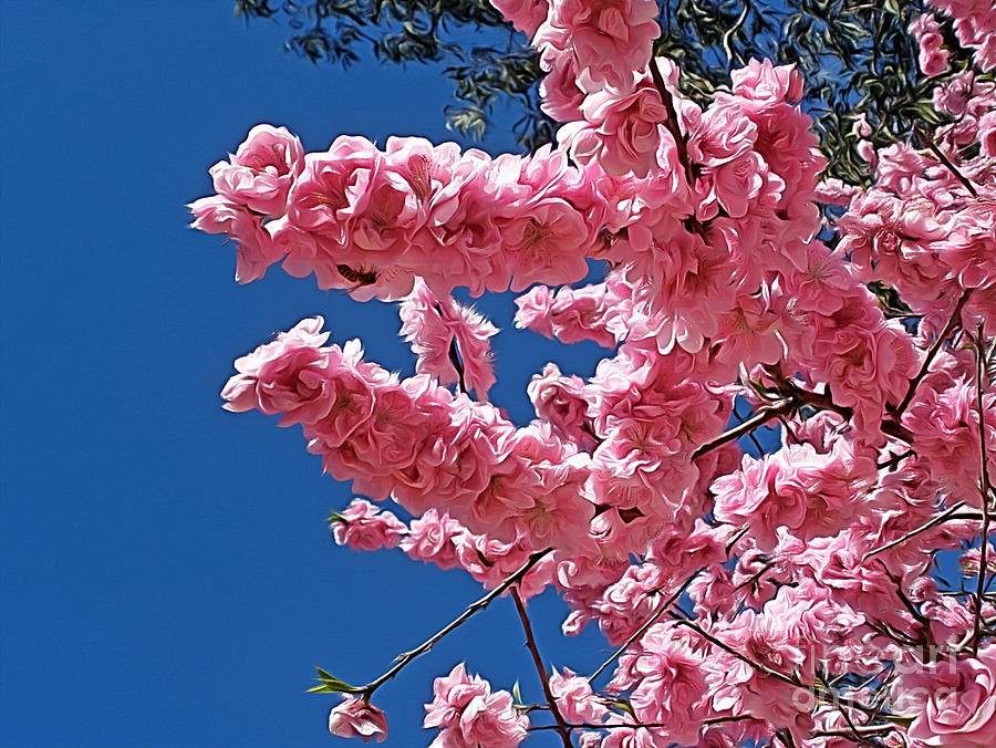 Flower Photograph - Springtime Pink by Kaye Menner