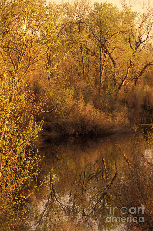 Springtime Pond Photograph by Ron Sanford