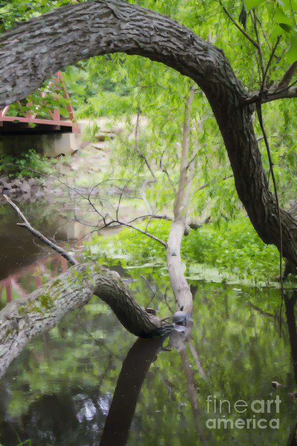 Springtime Pond with Turtles Abstracted Photograph by MM Anderson