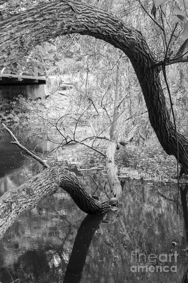 Springtime Pond with Turtles Greyscale Photograph by MM Anderson