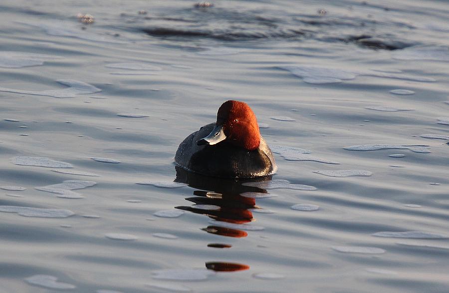 Redhead Duck Photograph - Springtime Redhead by John Dart