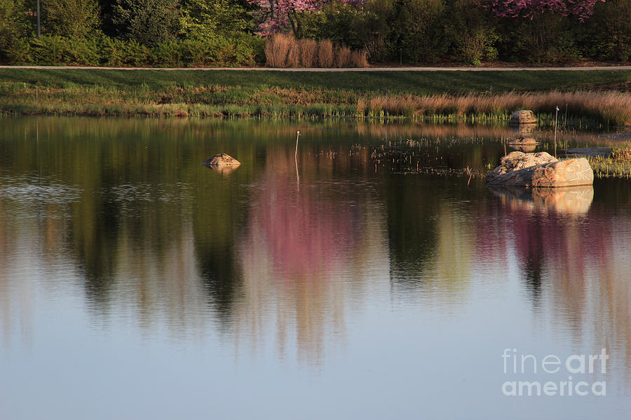 Tree Photograph - Springtime Reflections Landscape by Anne Nordhaus-Bike