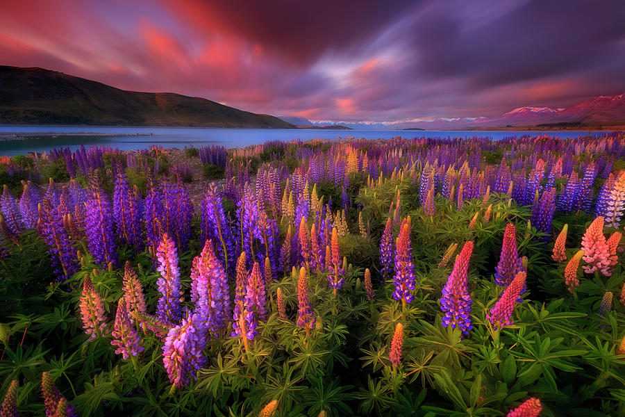 Lupines Photograph - Springtime Rush by Patrick Marson Ong