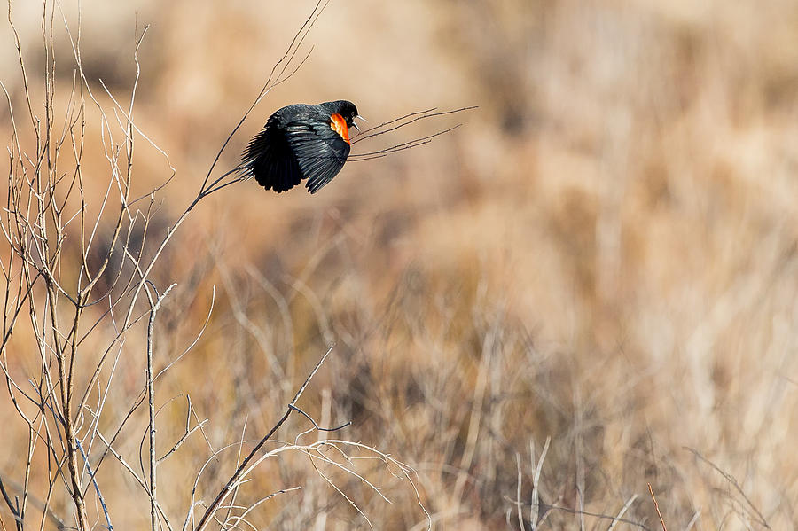 Blackbird Photograph - Springtime Song by Bill Wakeley