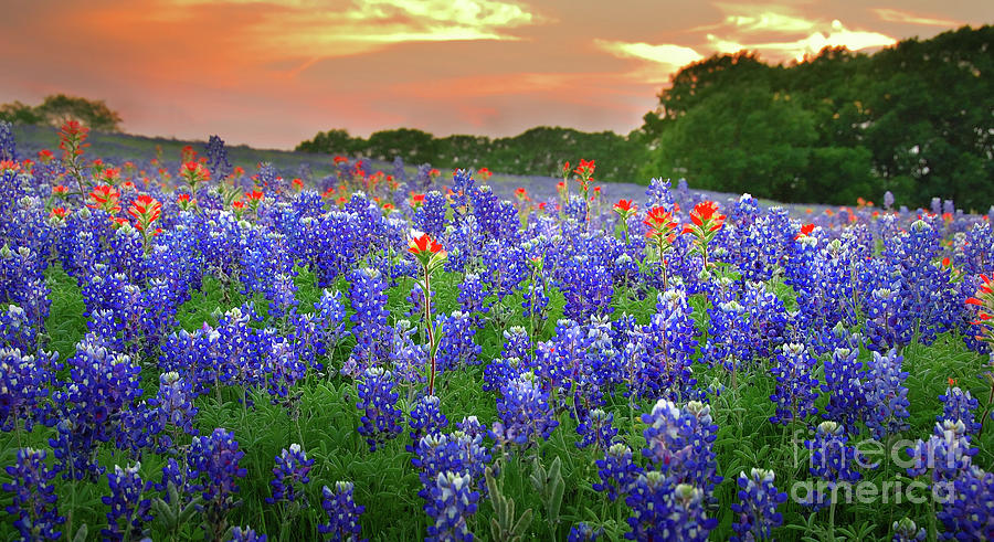 Spring Photograph - Springtime Sunset in Texas - Texas Bluebonnet wildflowers landscape flowers paintbrush by Jon Holiday