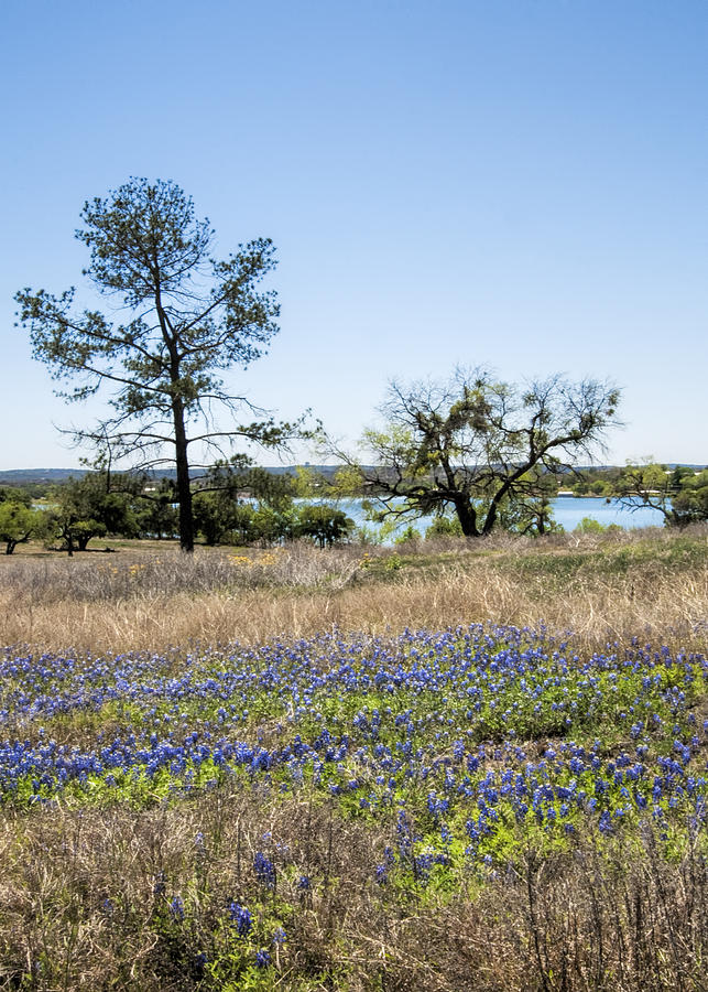 Springtime Texas Bluebonnets Naturalized Photograph by Kathy Clark