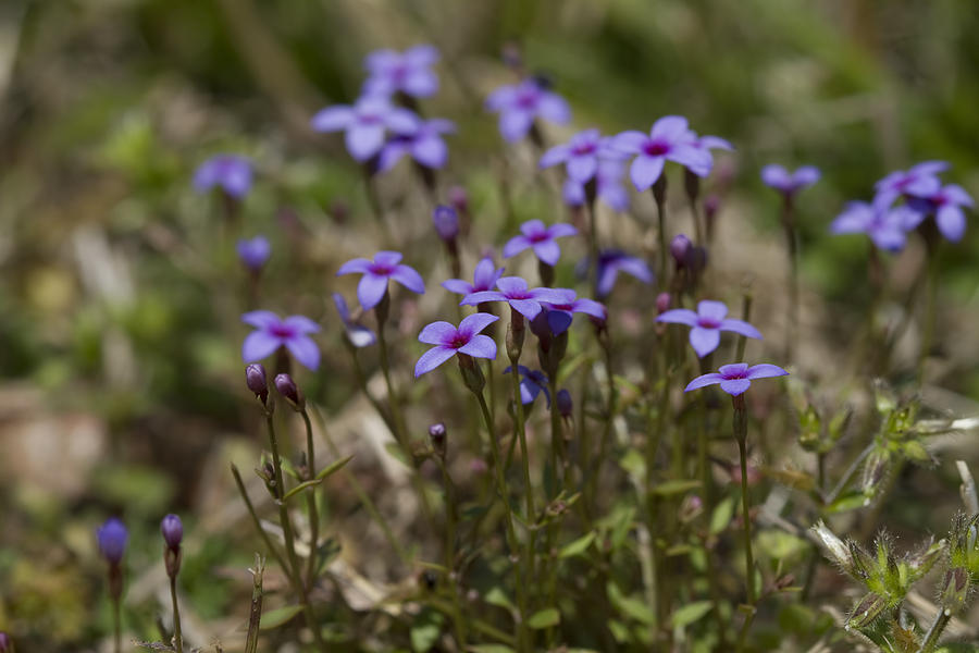 Flower Photograph - Springtime Tiny Bluet Wildflowers - Houstonia pusilla by Kathy Clark