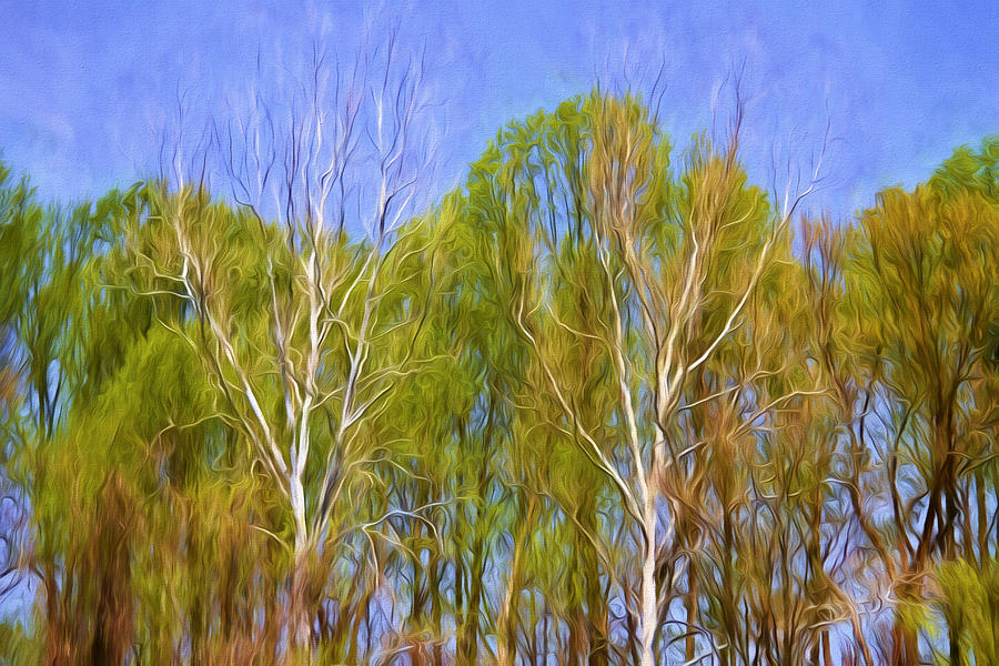 Spring Photograph - Springtime Trees by Sharon M Connolly