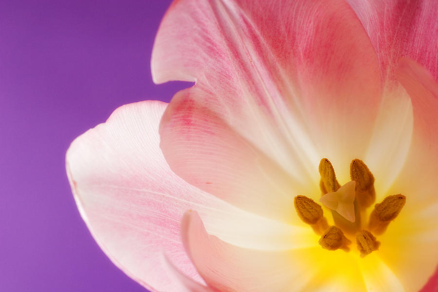 Valentines Day Photograph - Springtime Tulip by Carol Leigh