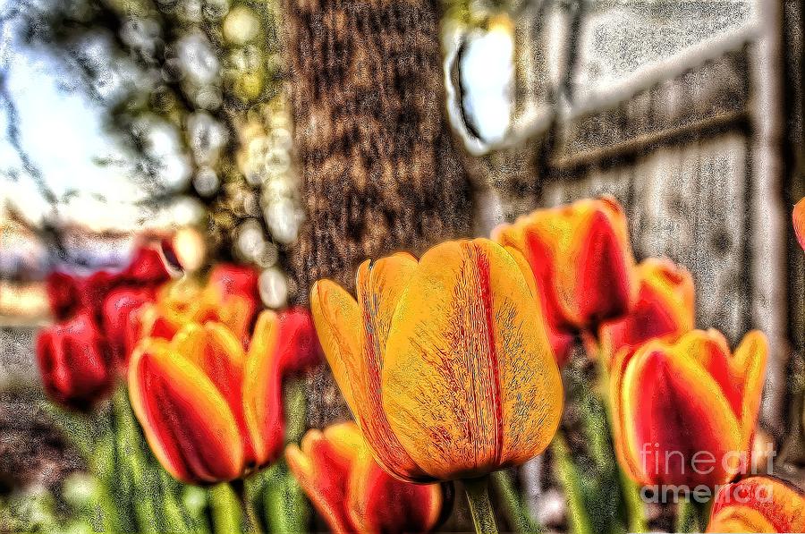 Springtime Tulips Photograph by Jim Lepard
