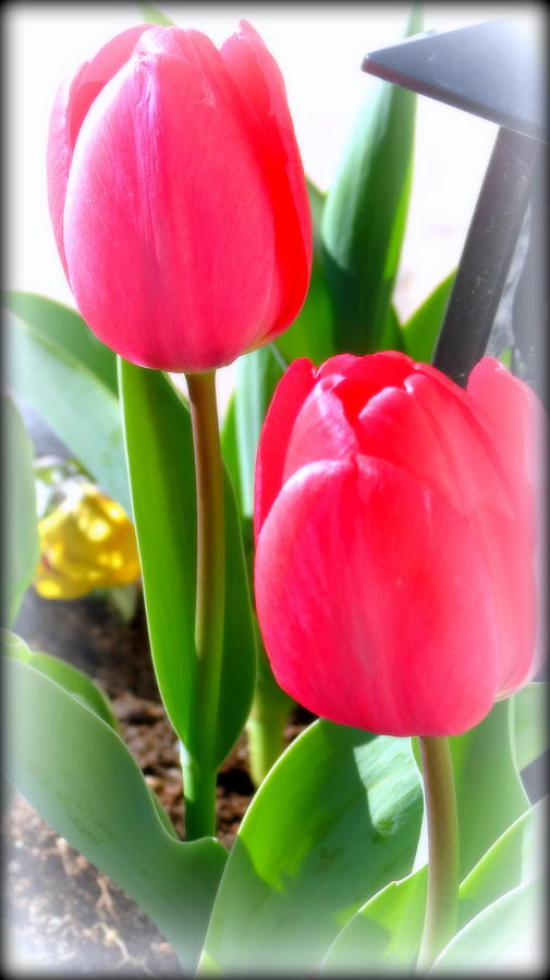 Springtime Tulips Photograph by Kay Novy
