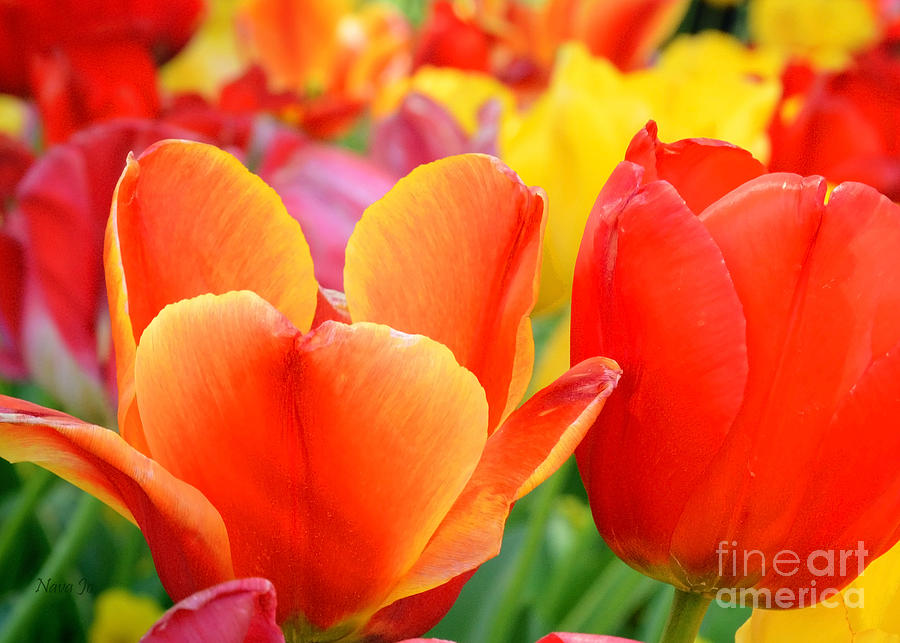Springtime Tulips Photograph by Nava Thompson