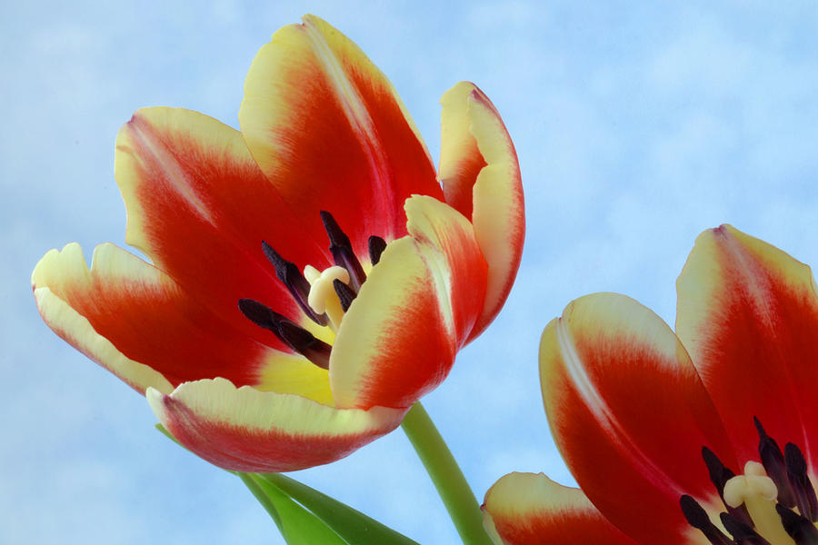 Springtime Tulips. Photograph by Terence Davis