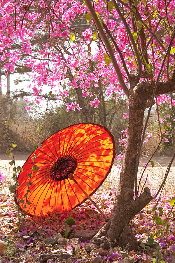 Springtime umbrella Photograph by Dennis Cox