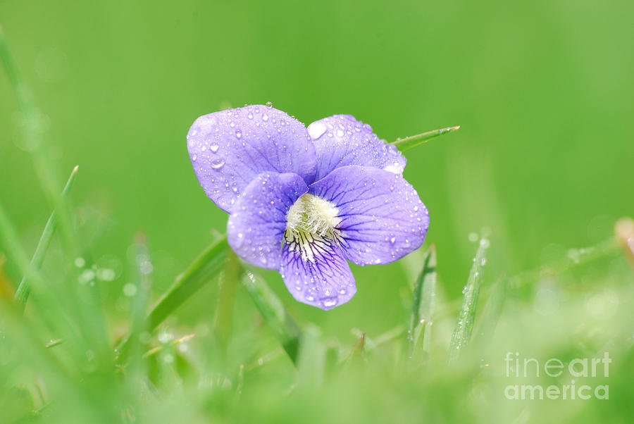 Springtime Violet Photograph by Sabine Jacobs