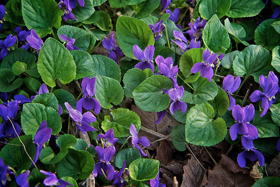 Springtime Violets Photograph by Mary Lee Dereske