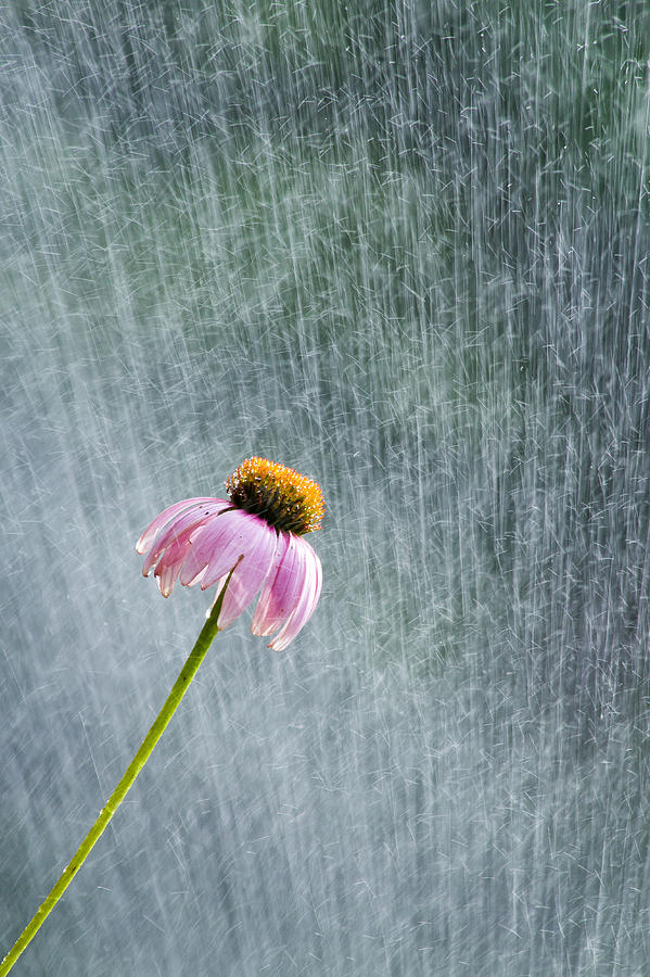 Flower Garden Photograph - Sprinkler Bloom by Nathaniel Kidd Flower Garden Photograph - Sprinkler Bloom by Nathaniel Kidd