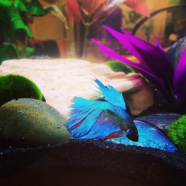 Fish Photograph - Sprinkles Is Obsessed With His Rock by Jennifer Gaida