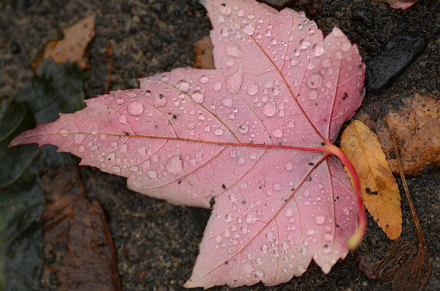 Maple Leaf Photograph - Sprinkling Of Dew by Fraida Gutovich