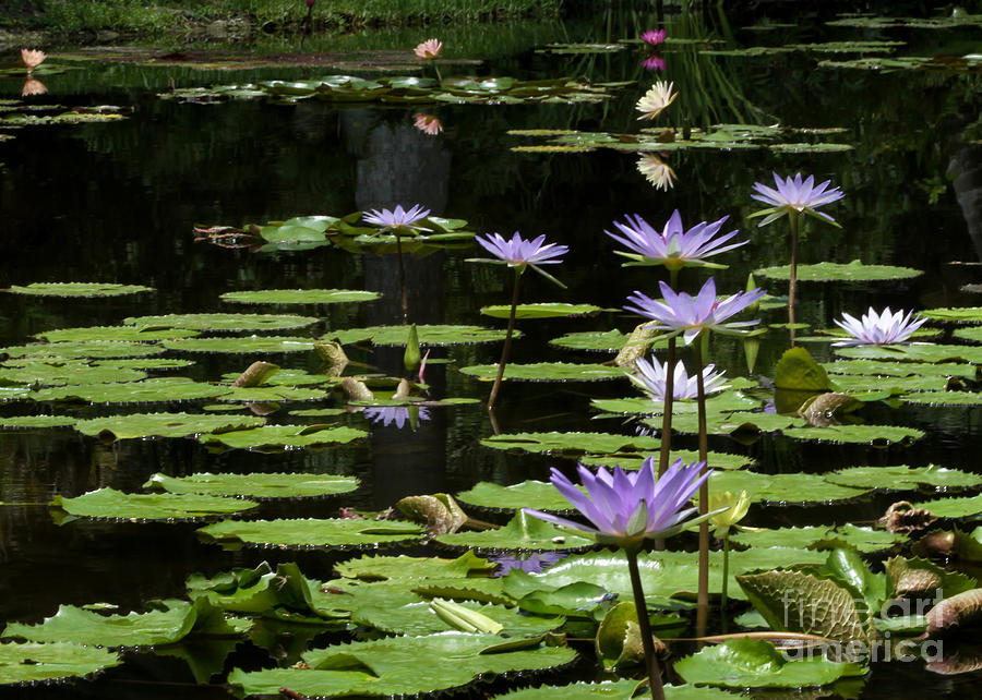 Sprinkling of Purple Water Lilies Photograph by Sabrina L Ryan