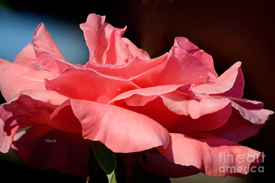 A Pink Rose Photograph by Nava Thompson