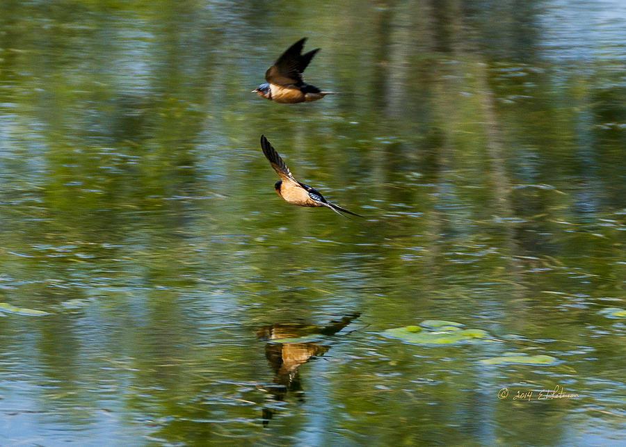 Sprinting Barn Swallows Photograph by Ed Peterson