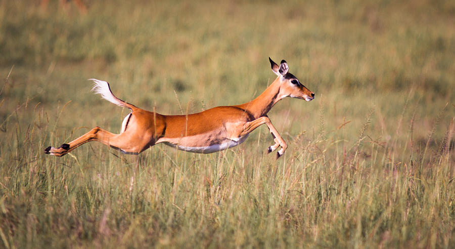 Sprinting Impala Photograph by WLDavies