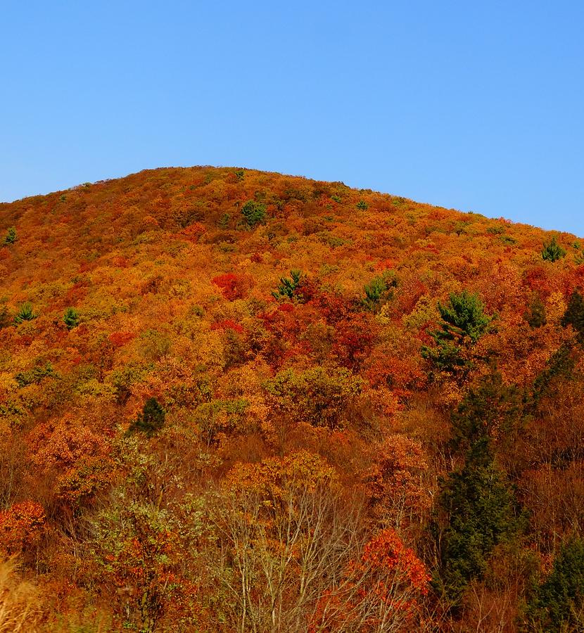 Sproul State Forest Photograph by Dan Sproul