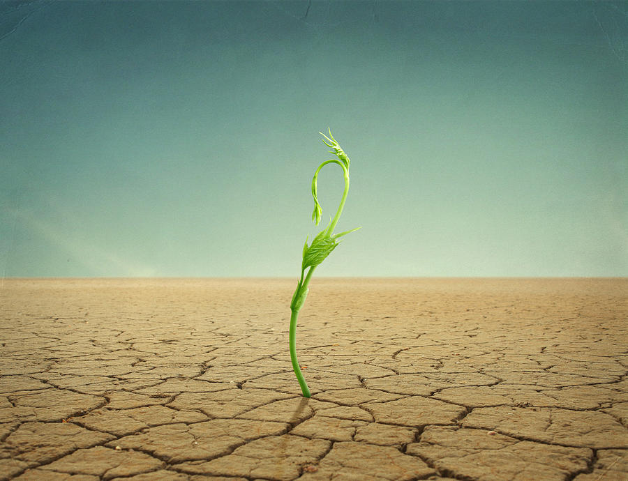 Sprout In Desert Photograph by Vizerskaya