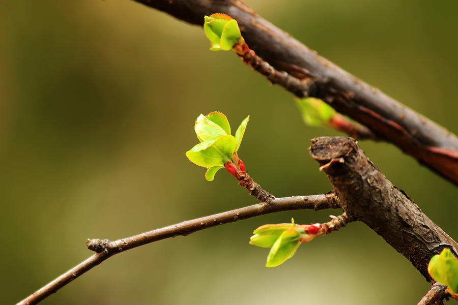 Spring Photograph - Sprout by Phoresto Kim Spring Photograph - Sprout by Phoresto Kim