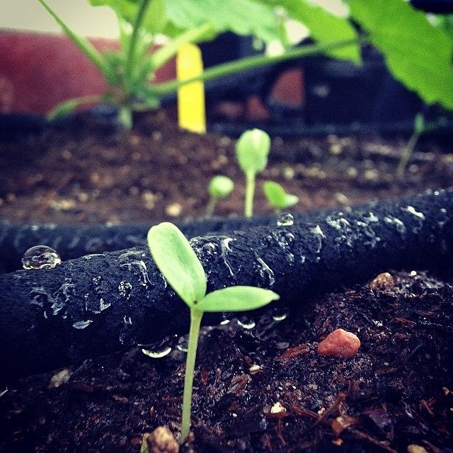 Sprout Photograph - #sprout #soakerhose #garden by Sarah Johanson