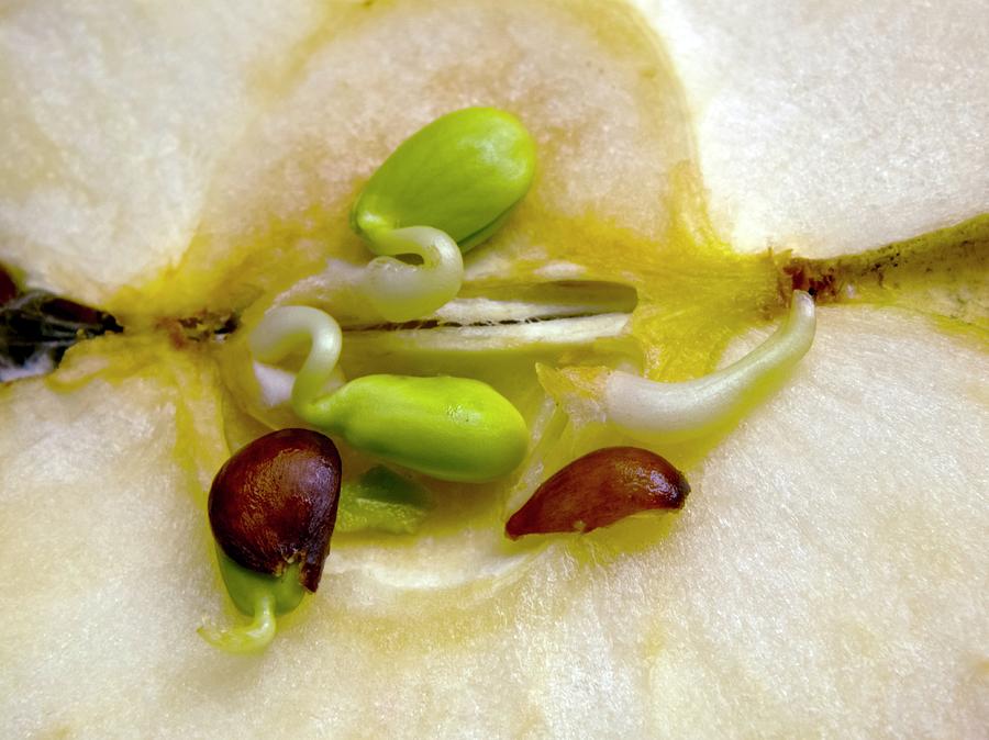 Sprouting Apple Seeds Photograph by Ian Gowland