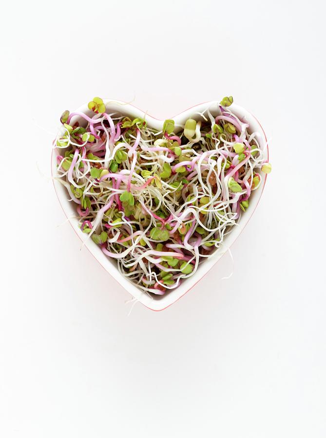 Sprouting Beans In Heart Shaped Bowl Photograph by Science Photo Library