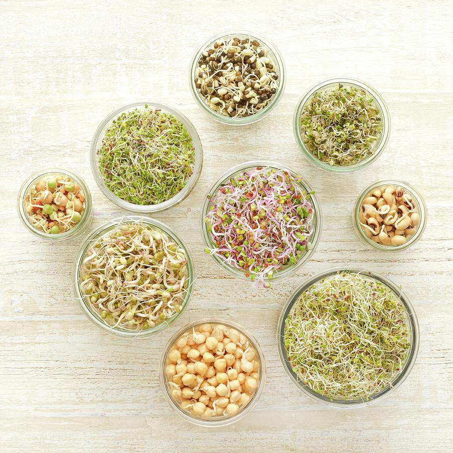 Sprouting Beans In Jars Photograph by Science Photo Library