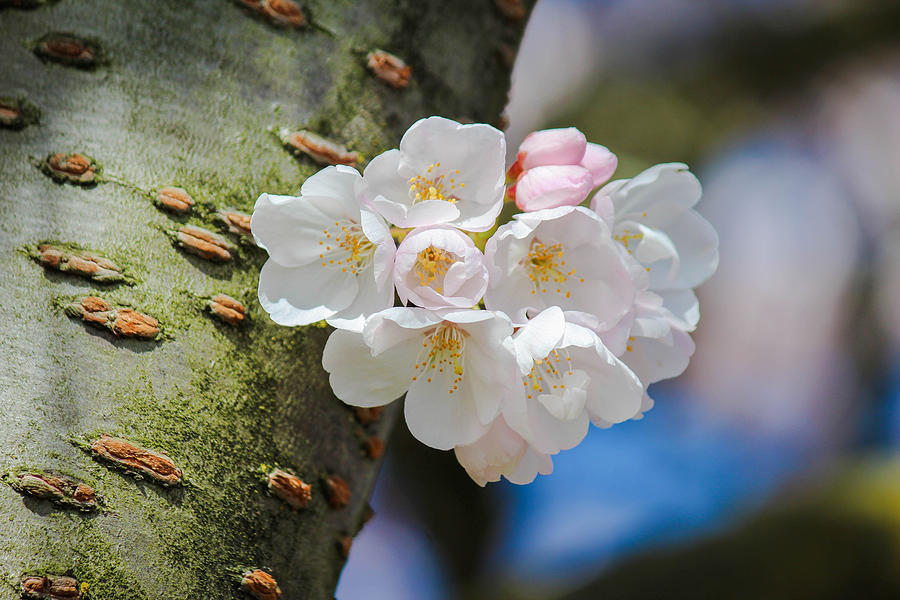 Sprouting Cherry Blossoms Photograph by Patricia Babbitt