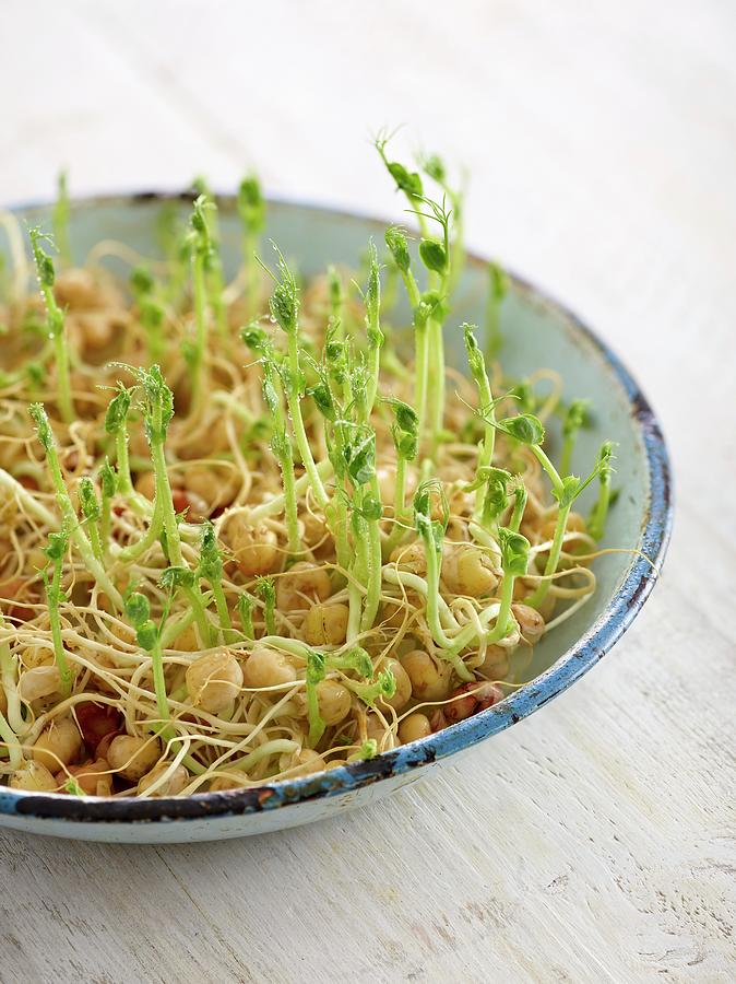 Sprouting Chickpeas In A Dish Photograph by Science Photo Library