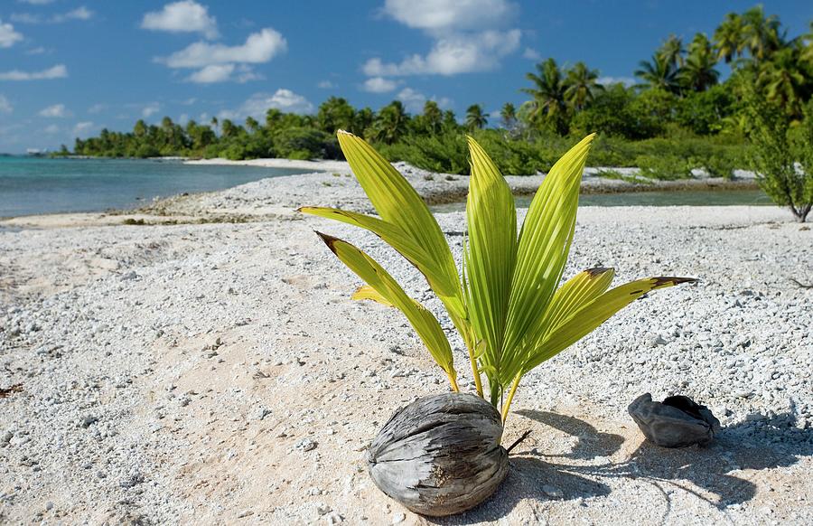 Sprouting Coconut On A Beach Photograph by Steve Allen/science Photo ...